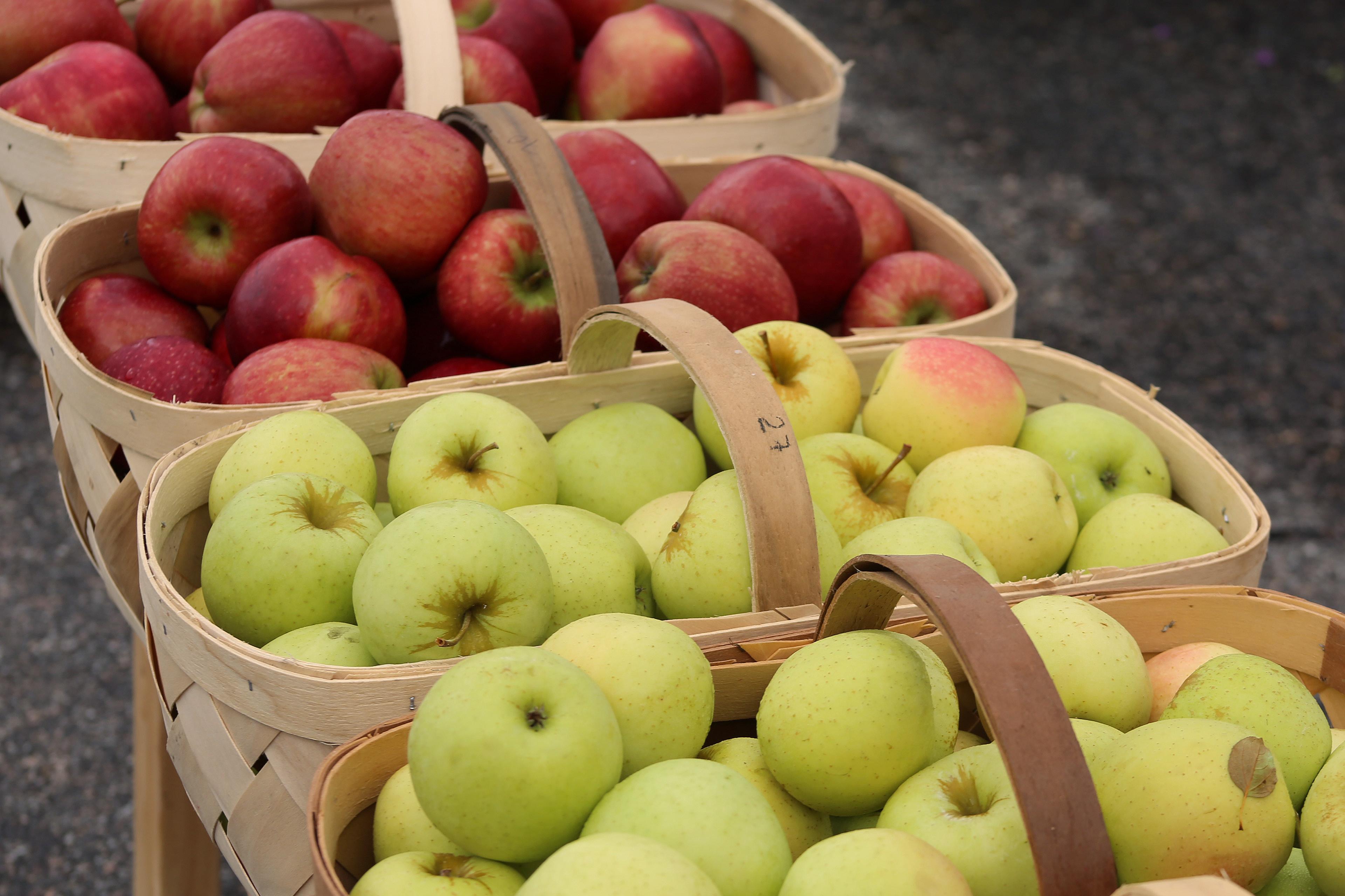 BASKET OF APPLES-3